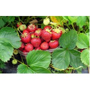 "Senga-sengana" maasikas
