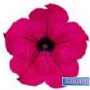 Ripp-petuunia `Surfinia Purple`