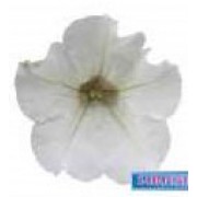 Ripp-petuunia `Surfinia White`